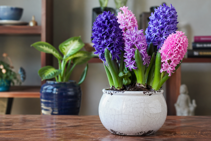 hyacinth flower